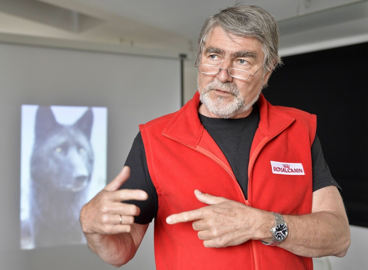 Für Kurt Kotrschal ist der Wolf ein Schwerpunkt seiner wissenschaftlichen Forschungsarbeit. Er spricht sich gegen das Vorarlberger Jagdgesetz aus. ⇒APA