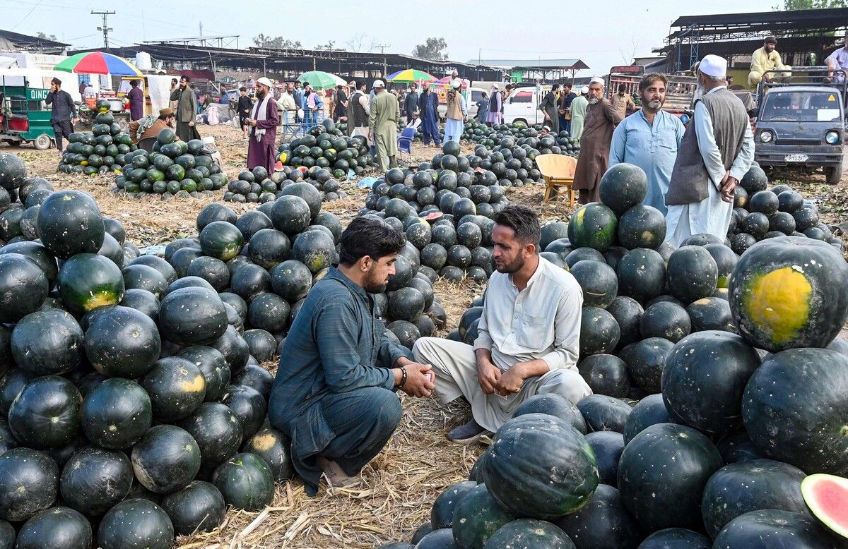 Ganze Stapel von Wassermelonen warten auf Käufer, während die Händler auf einem Obstmarkt in Peschawar Preise aushandeln. AFP (5)