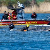 Rettung für Wal bleibt unklar