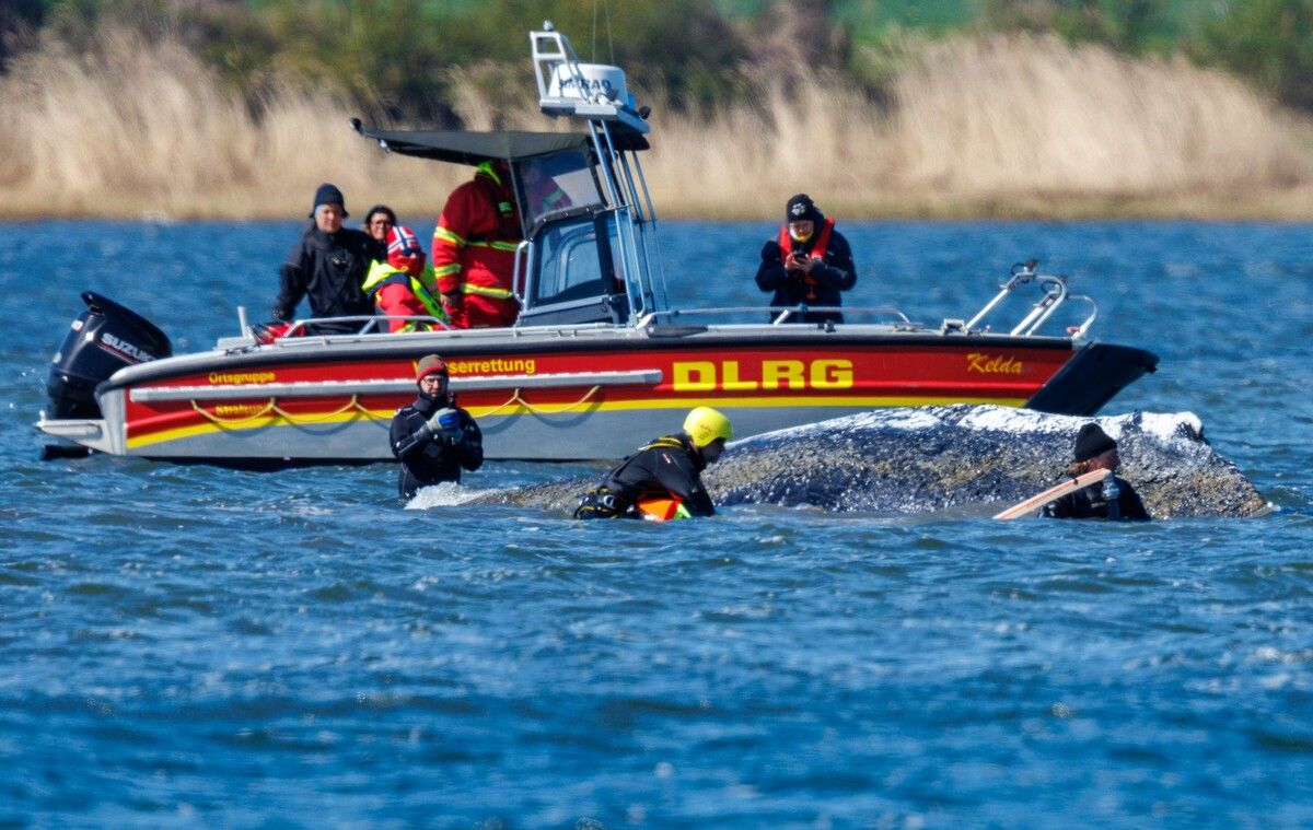 Helfer waren direkt am Buckelwal im Einsatz und bespritzen das Tier mit Wasser. ⇒apa