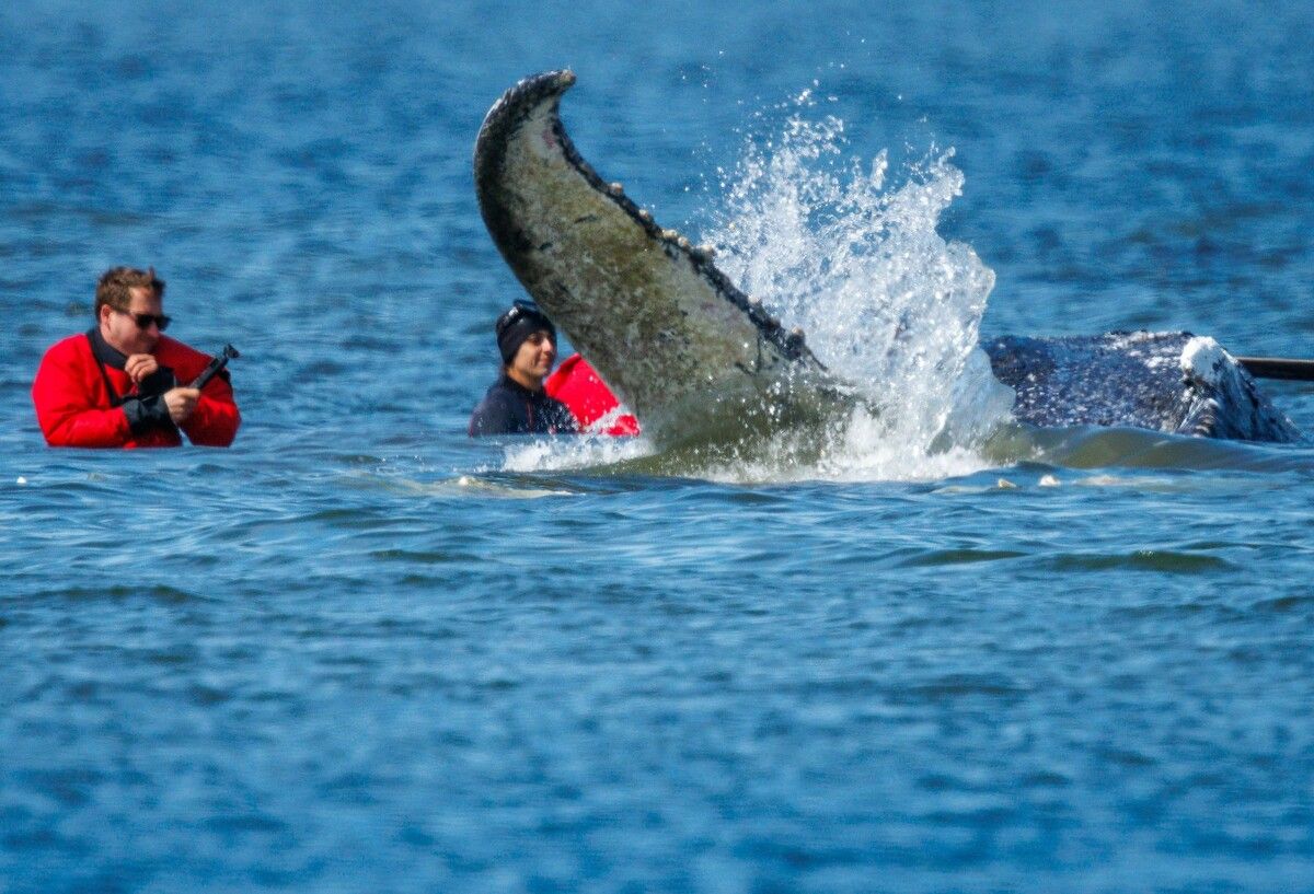 Helfer zogen den gestrandeten Buckelwal gestern in einer stundenlangen Aktion zu einer Transport-Barge. Seine Reise zurück in die Freiheit konnte beginnen.  ⇒AFP