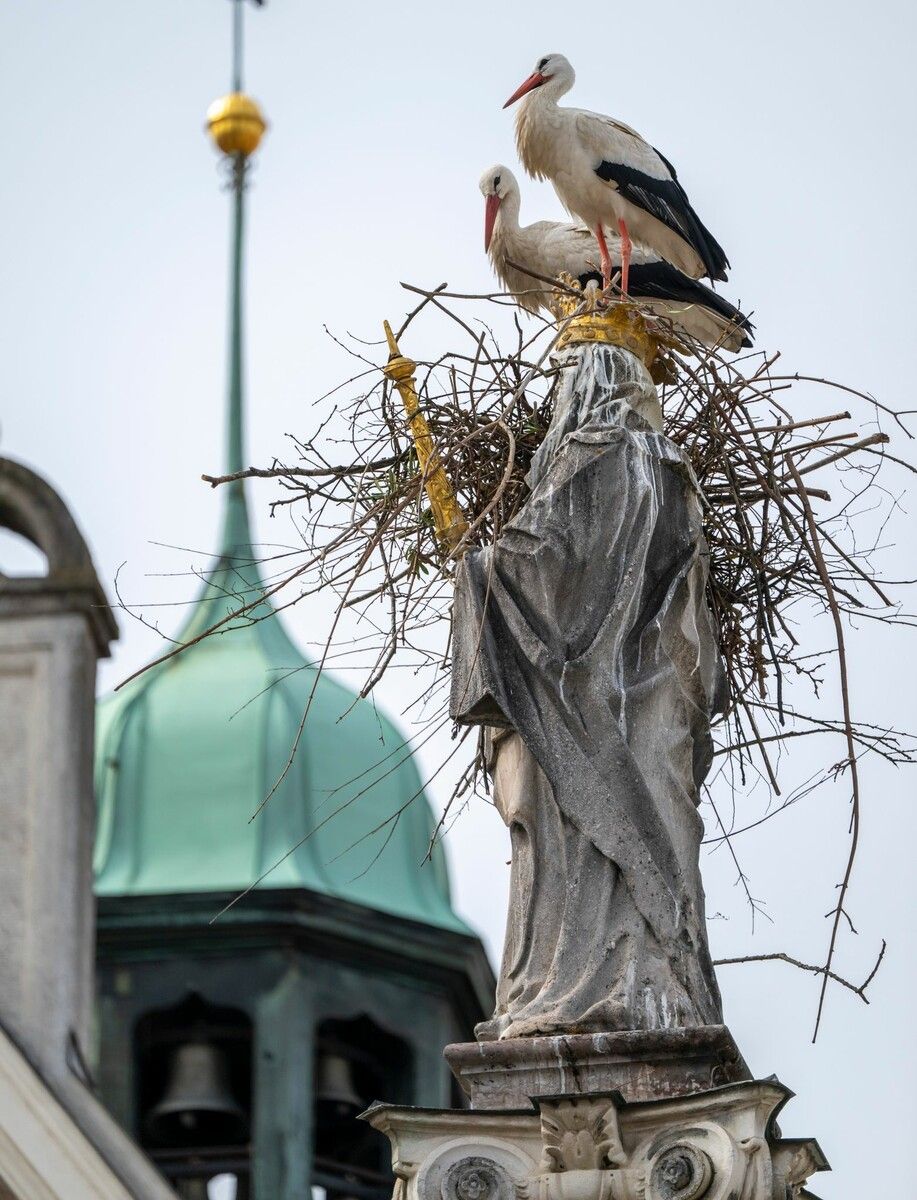 In Freising hat sich ein Storchenpaar die Mariensäule vor dem Rathaus, eines der bekanntesten Denkmäler der Stadt, als Nistplatz ausgesucht.