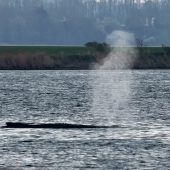 Abtransport von gestrandetem Wal in entscheidender Phase