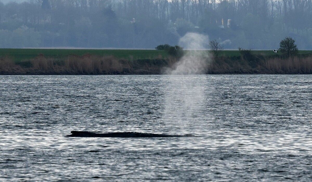 Laut Tierärztin habe der Wal eine „reelle Chance“ zum Überleben.⇒AFP