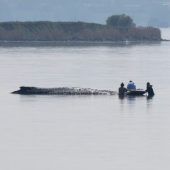 Neuer Rettungsversuch für Wal Timmy mit Luftkissen