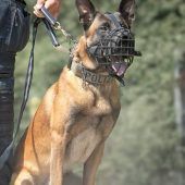 Spektakulärer Zugriff in Egg