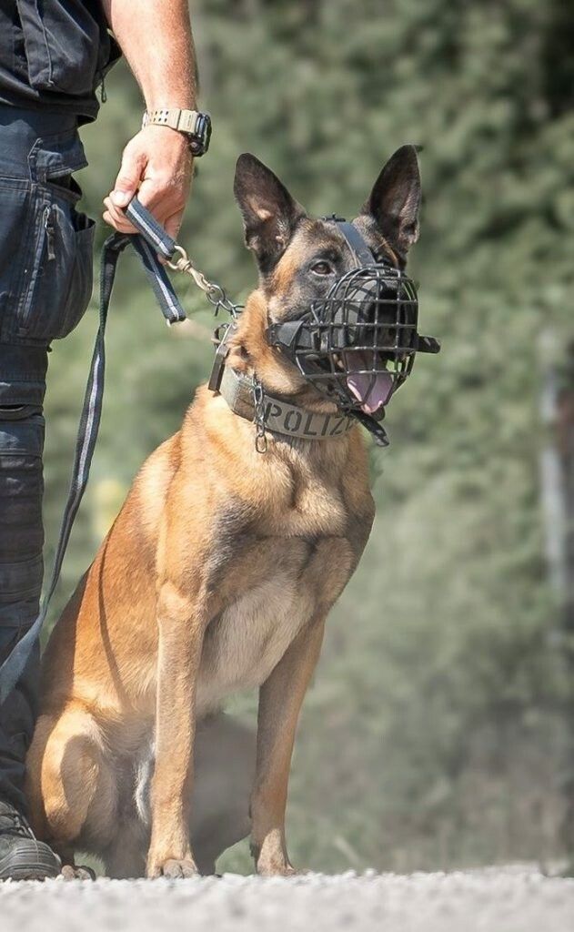 Polizeihund „Hendrix“ stellte eine Tatverdächtige. ⇒Polizei Vorarlberg