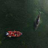 Buckelwal Timmy: Rettung mit Gurten wurde verworfen