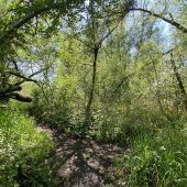 Waldfriedhof im Natura-2000-Gebiet Rheinholz