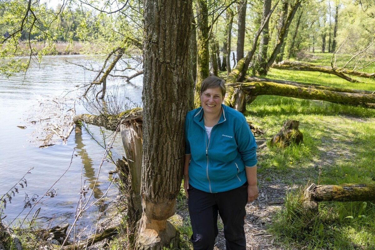 Vor solchen Bäumen steht Agnes Steininger, die Biber-Beauftragte des Landes Vorarlberg, immer wieder.⇒VN/Paulitsch