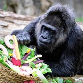 Ältester Gorilla der Welt ist 69