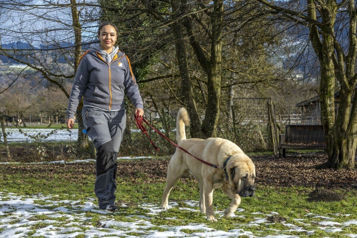 Ab 1. Juli gelten neue Regeln für Hundehalter.⇒VN/paulitsch