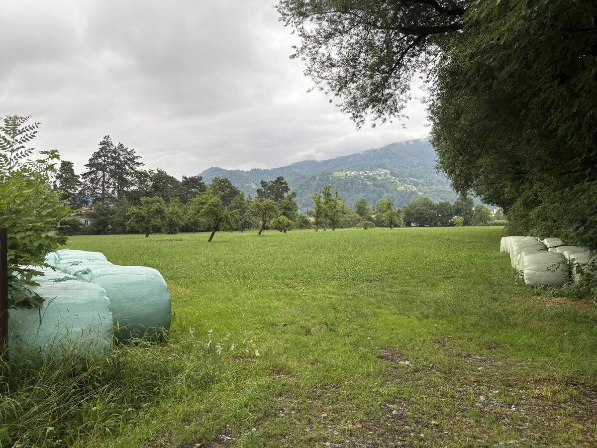 Das Grundstück neben dem Wald, das die Stadt 2025 nun doch erwerben konnte.⇒VN/Rauch