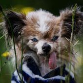Womöglich ältester Hund der Welt im Alter von 30 Jahren gestorben