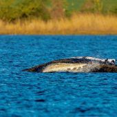 Toter Wal bei Dänemark: Ist es der Ostsee-Buckelwal?