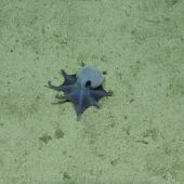 Forscher entdecken Mini-Kraken