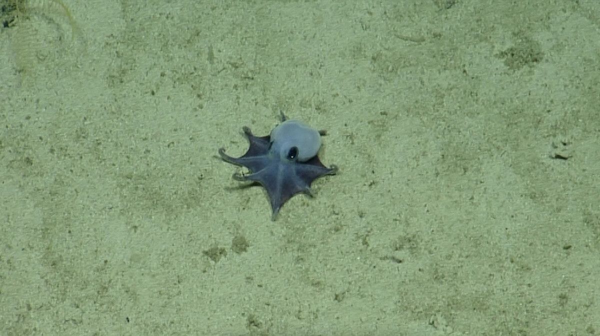 Der winzige blaue Oktopus wurde vor den Galápagos-Inseln entdeckt.⇒afp
