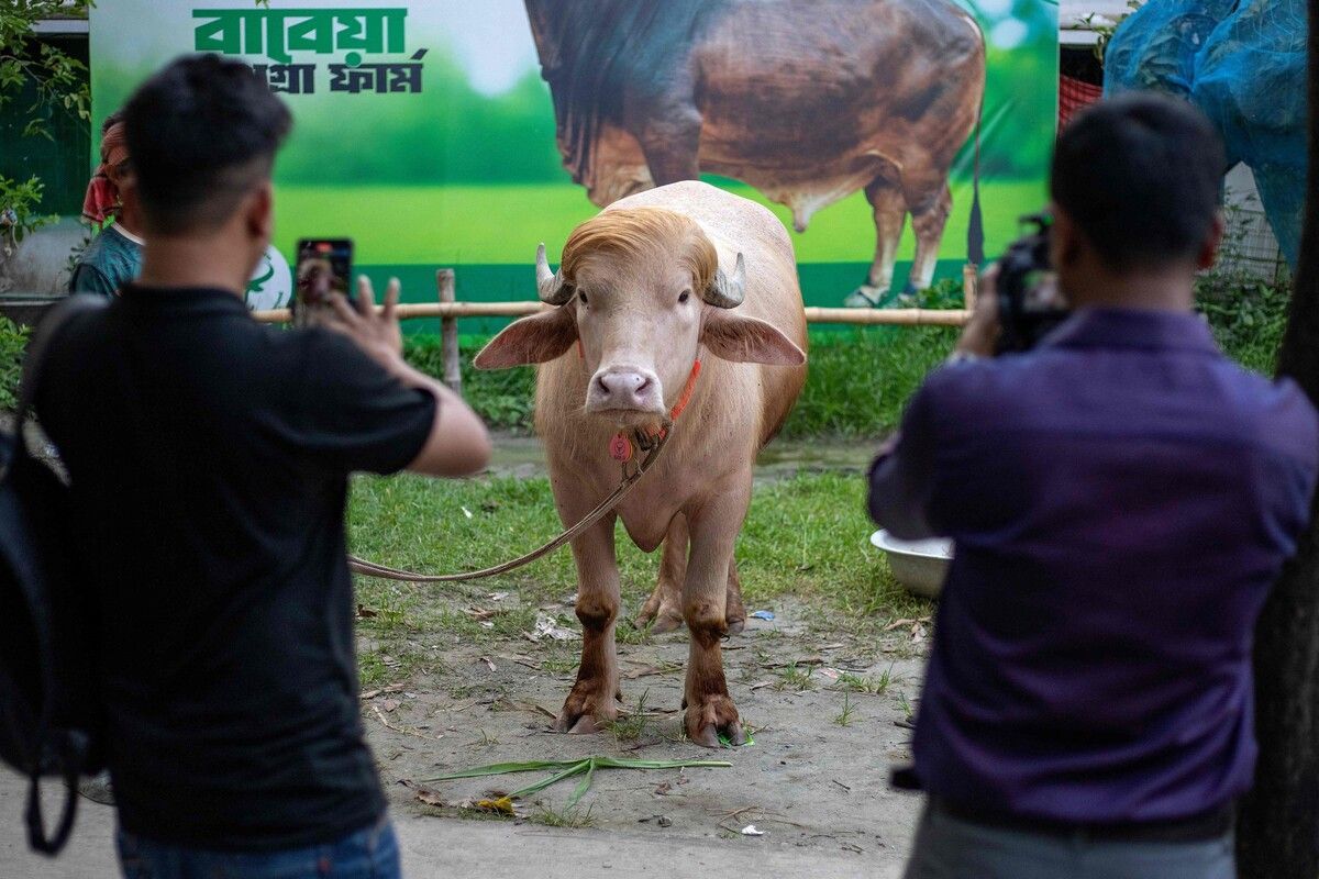 Der 700 Kilogramm schwere Bulle wurde zum Internet-Star.⇒AFP