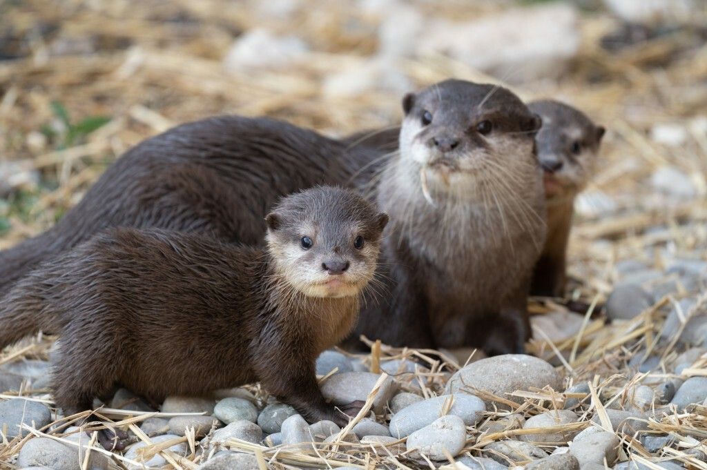 Die kleinen Otter erkunden unter Aufsicht ihrer Mutter die Außenanlage.⇒Zoo basel