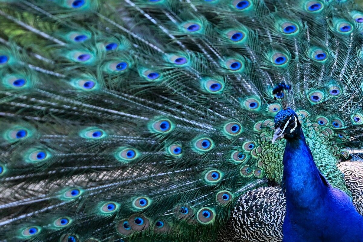 Die schönen Tiere sorgen an der norditalienischen Adria nicht nur für Verzücken.⇒AFP