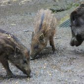 Klein, wild, frech: ­Nachwuchs im Wildpark