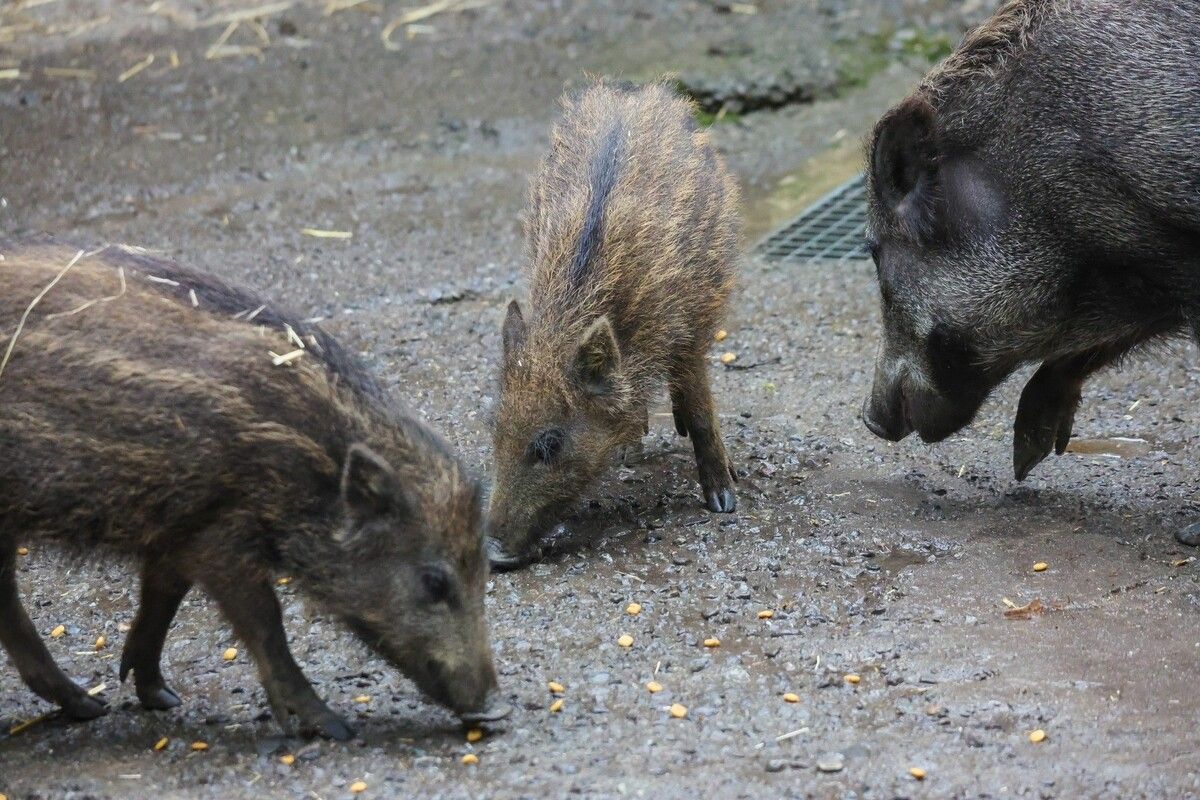 Die Wildschweine sind zurückhaltend. Mit Snacks vom Wildpark können sie jedoch angelockt werden.⇒vn/Steurer (2)