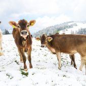 Mai zeigt sich wieder winterlich