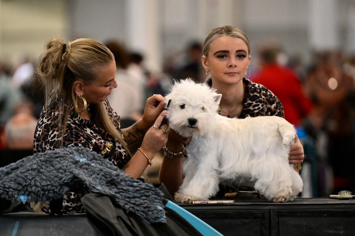 Dieser West Highland Terrier wird für seine Präsentation im Rahmen der Messe „Dogs & Fun