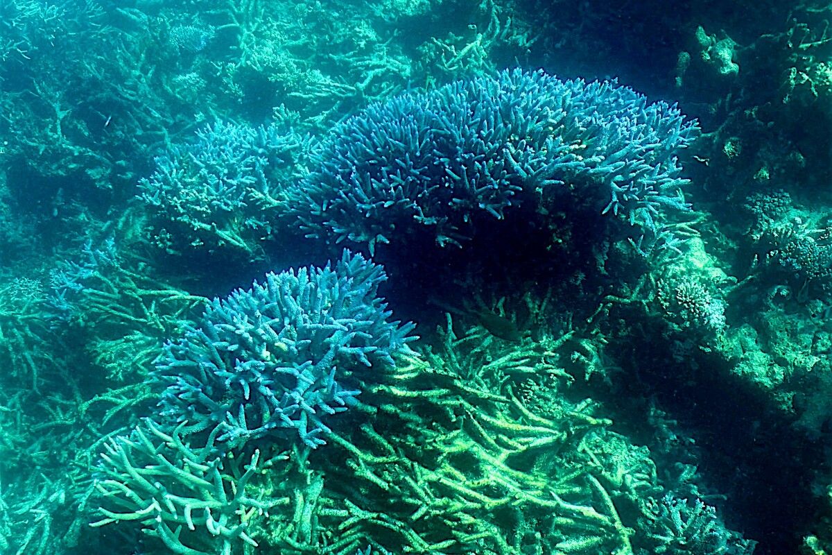 Einige Korallenriffe vor der Küste zeigen außergewöhnliche Widerstandskraft gegen die Folgen des Klimawandels. ⇒AFP