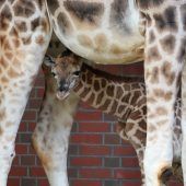 Kleiner ­Giraffenbulle