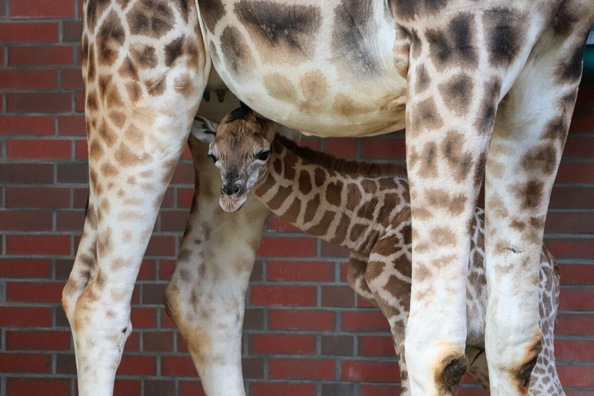 Kleiner ­Giraffenbulle