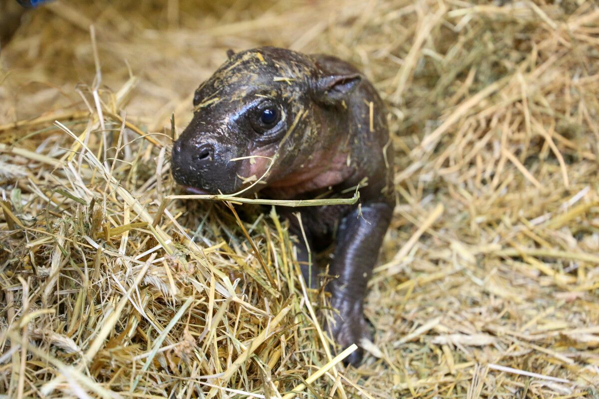 Kleines Mädchen