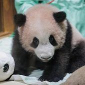 Knuffiger Panda