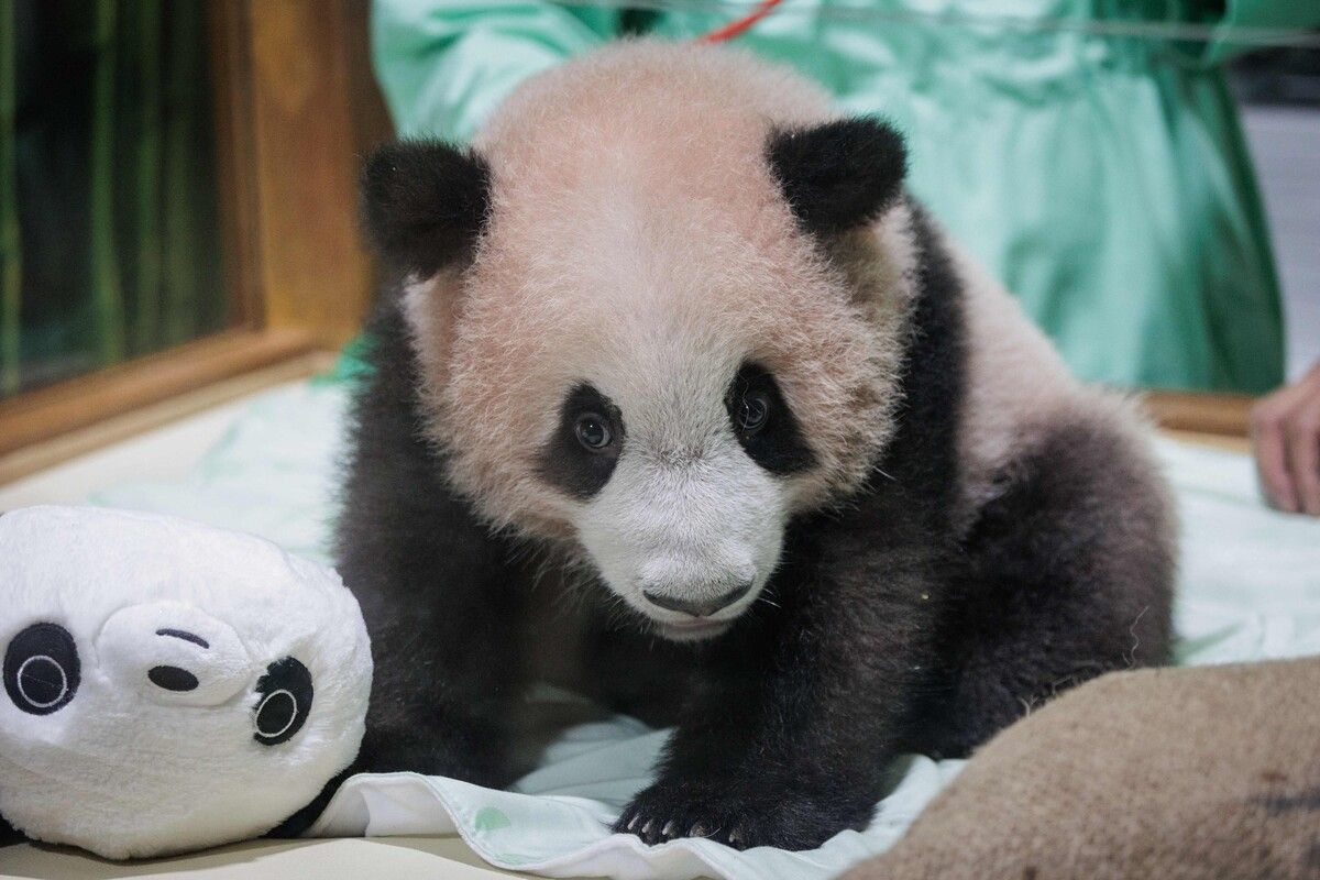 Knuffiger Panda