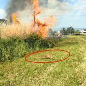 Schilfbrand in Götzis: Fuchs rettet sich vor den Flammen