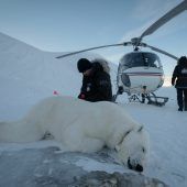 Erstmals Vogelgrippe bei Eisbären in Europa