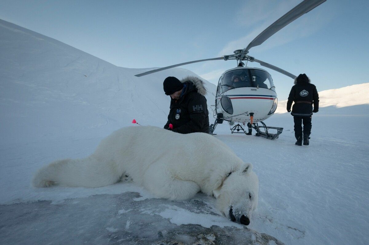 In Norwegen wurde das Vogelgrippevirus bei einem Eisbären nachgewiesen.⇒⇒symbolbild afp