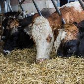TBC-Situation bleibt unter Beobachtung