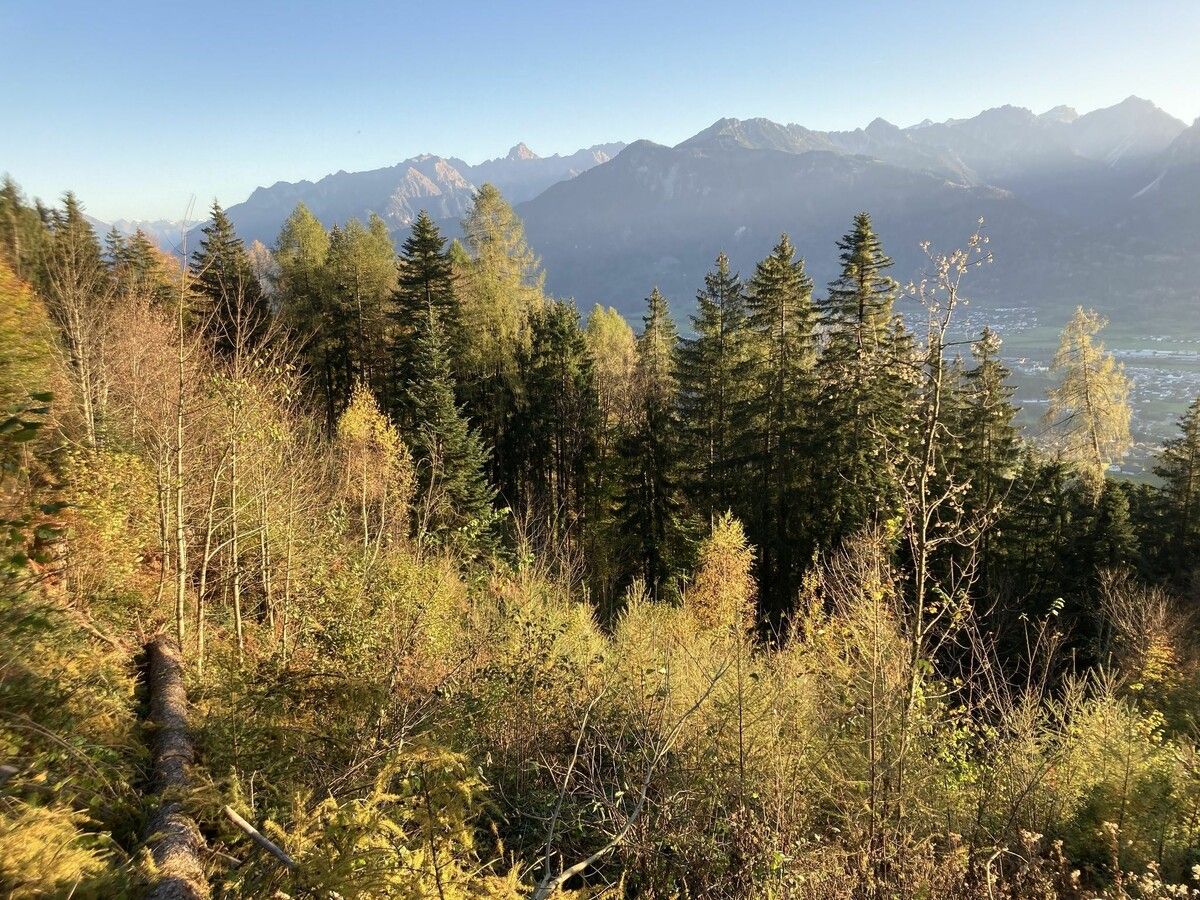 Jungwälder bieten beste Möglichkeiten zur Klimaanpassung.⇒Amann