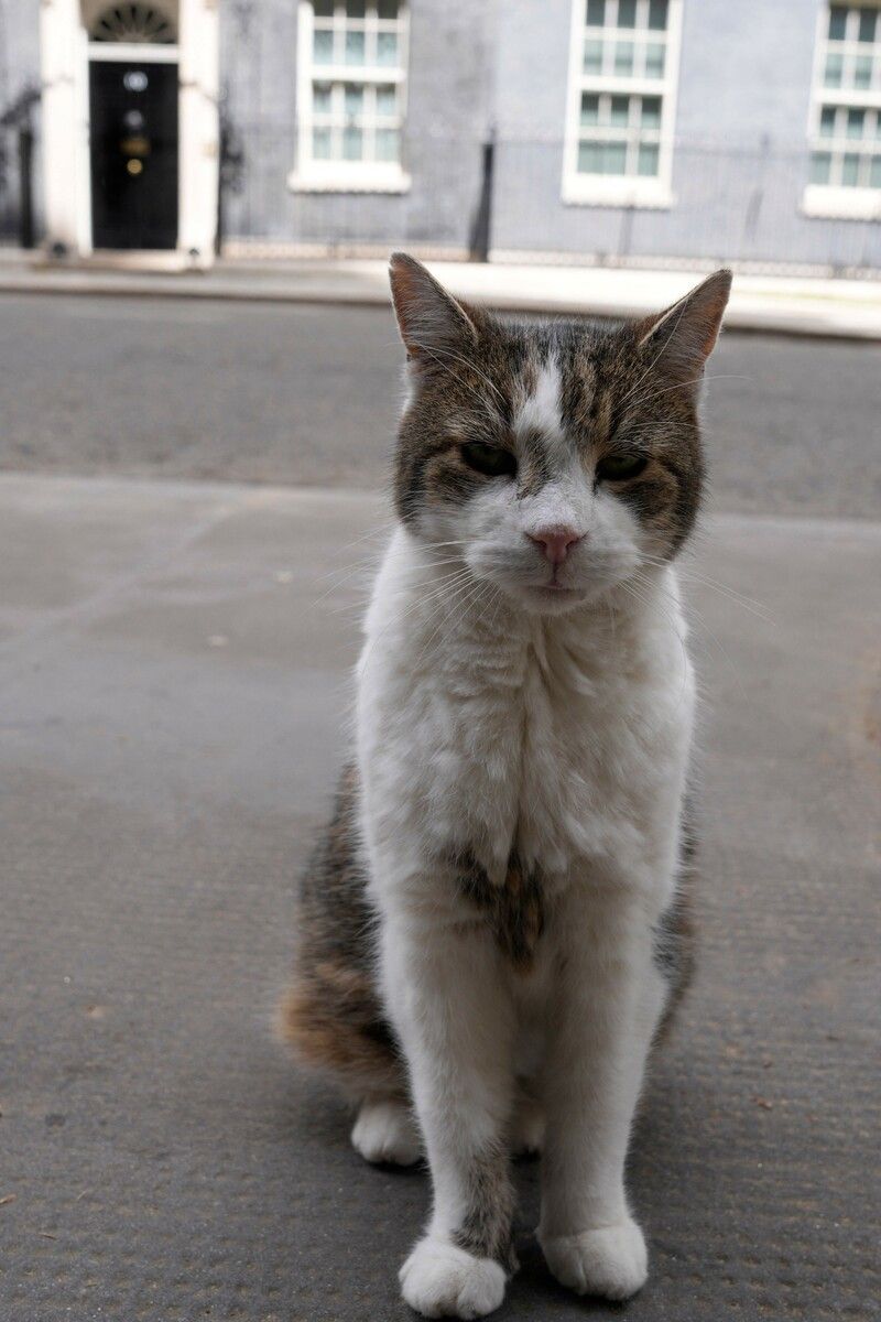 Kater Larry, offizieller Mäusefänger der Downing Street, beobachtet Fotografen vor dem Amtssitz des britischen Premierministers in London.