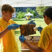 Bezau wird zum Bienenstock
