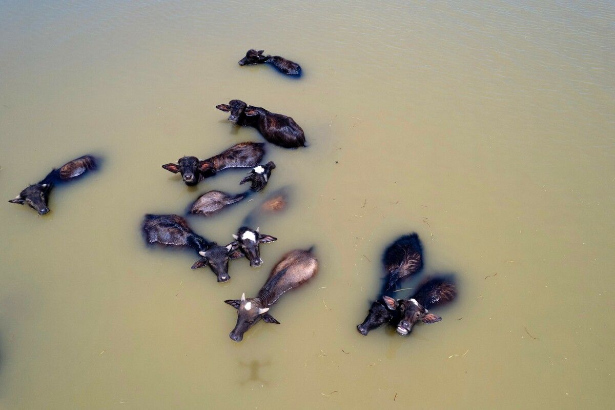Nach den jüngsten Regenfällen haben die Wasserbüffel in den Al-Chibayish-Sümpfen im Südirak wieder genug zu essen. Die Al-Chibayish-Sümpfe sind Teil des größeren mesopotamischen Sumpfgebiets zwischen Tigris und Euphrat und die größten Feuchtgebiete Südwestasiens.
