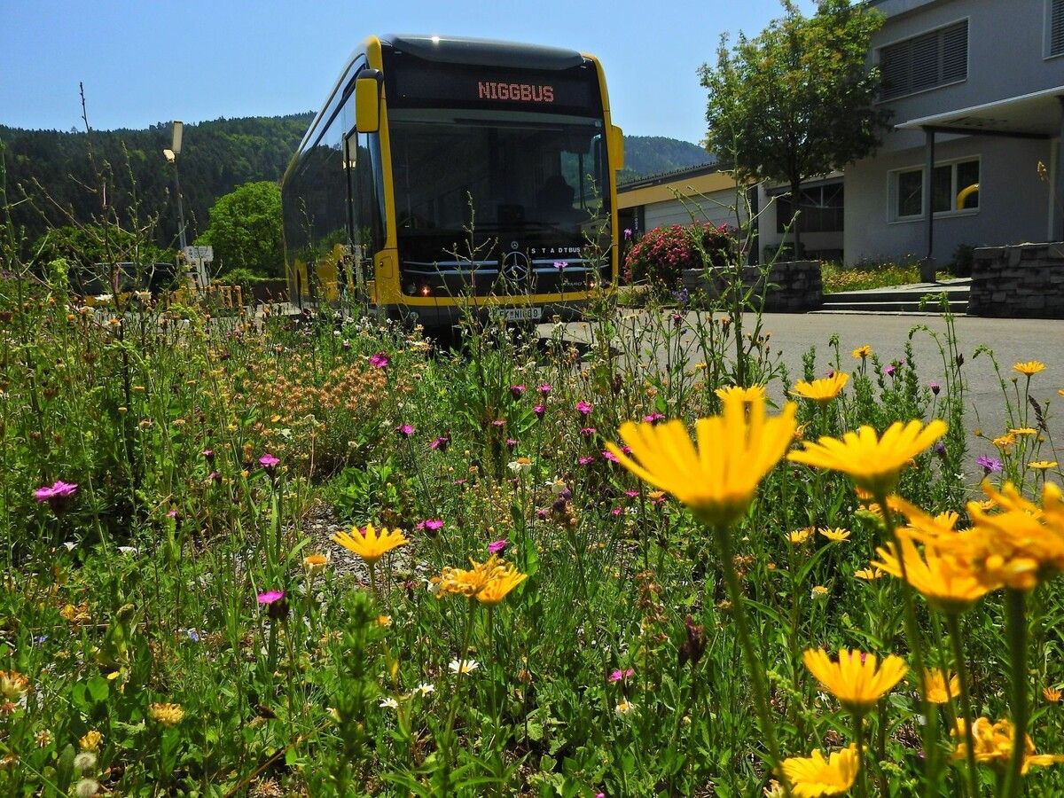 Nigg Bus ist seit 25 Jahren Ökoprofit-Betrieb. Das hohe Umweltbewusstsein zeigt sich auch am naturnahen Betriebsgelände. ⇒FA