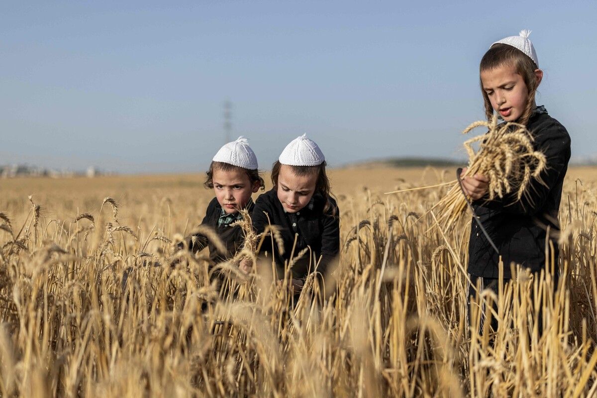 Ultraorthodoxe jüdische Jungen ernten Weizen für Matze (ungesäuertes Brot) für Pessach nächstes Jahr, in Beit Horon im besetzten Westjordanland.