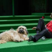 Von Menschen und Hunden