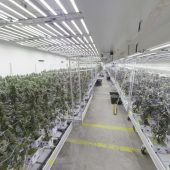 Rund eine Tonne Cannabis in Wien sichergestellt