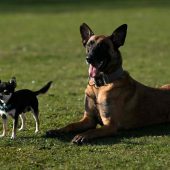 Hund rettet Baby bei Zimmerbrand