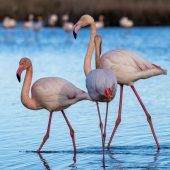 Flamingos erobern Venedig