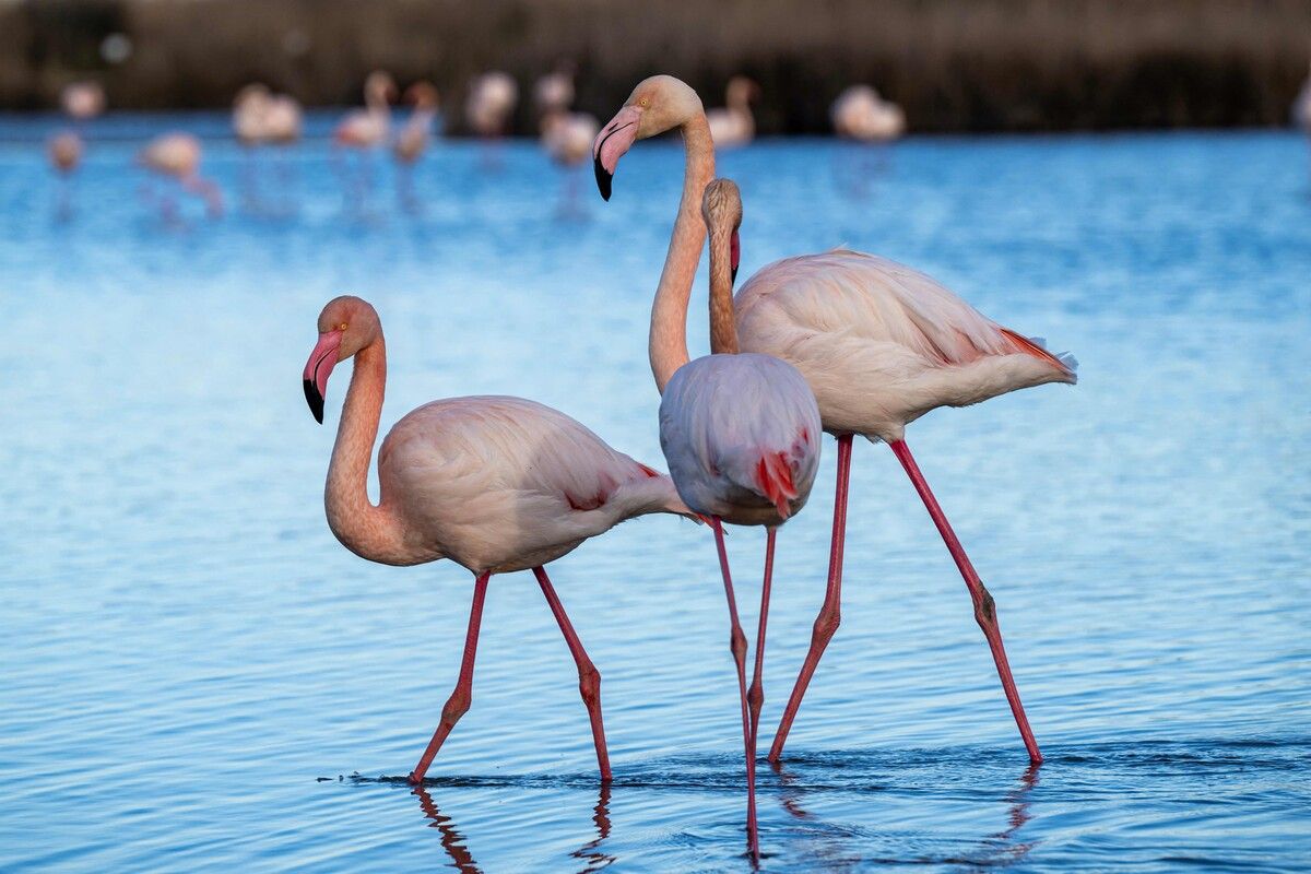 Die Flamingos eröffnen Besuchern eine neue Sicht auf Venedig und seine Inseln – nicht nur historisch und kulturell, sondern auch ökologisch.⇒AFP