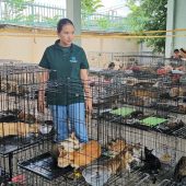 Polizei in Vietnam zerschlägt ­Katzenfleisch-Netzwerk